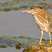 Green Heron
